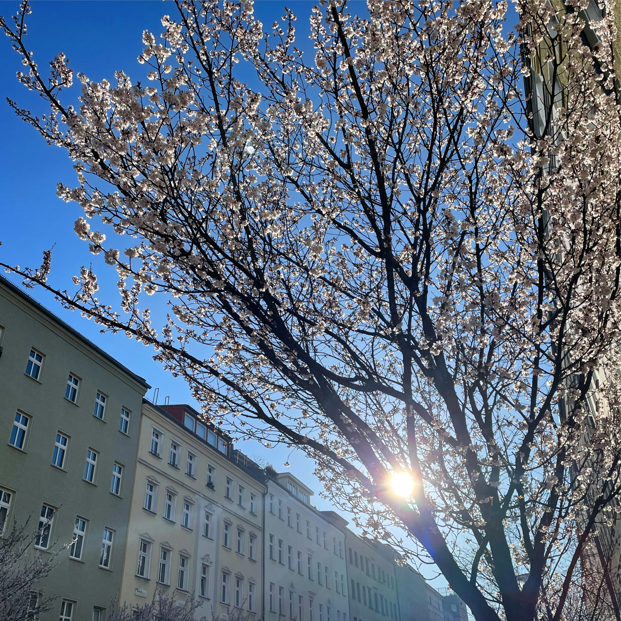 Berlin Cherry Blossom NuBerlin